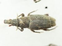 Dryophthorus corticalis