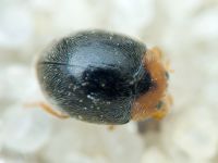 Scymnus auritus