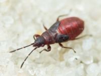 Oxycarenus (Oxycarenus) modestus