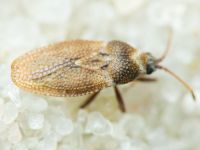 Oncochila simplex