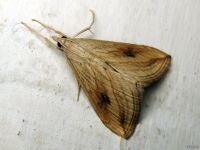 Evergestis forficalis