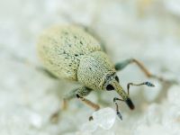Sibinia (Sibinia) unicolor