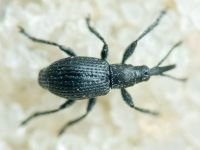 Apioninae