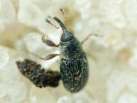 Mecinus plantaginis
