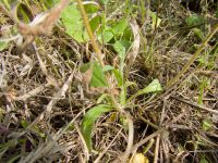 Stachys recta