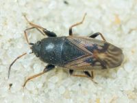 Megalonotus chiragra