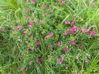 Lathyrus tuberosus