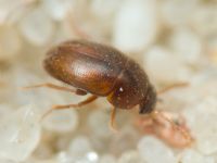 Leiodidae