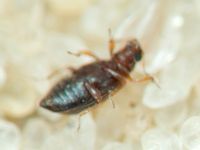 Cortinicara gibbosa