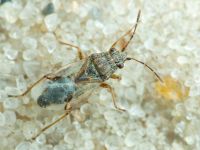 Nysius senecionis