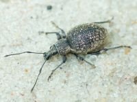 Curculionidae