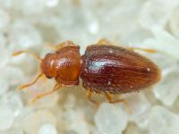 Mycetaea subterranea