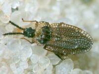 Kalama tricornis