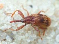Anthonomus (Furcipus) rectirostris