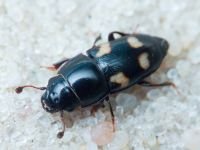 Glischrochilus (Librodor) quadrisignatus
