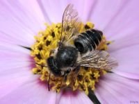 Megachile willughbiella
