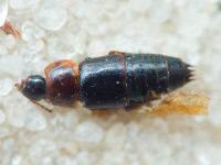 Staphylinidae