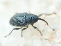 Archarius (Archarius) pyrrhoceras