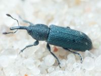 Mecinus janthinus