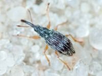 Taeniapion urticarium