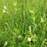 Silene latifolia