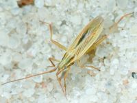 Miridae