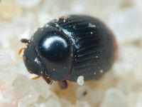 Cercyon ustulatus