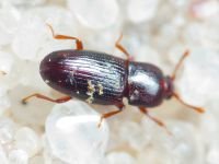 Coleoptera