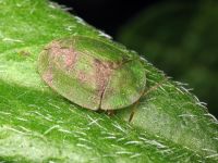 Cassida (Cassida) rubiginosa