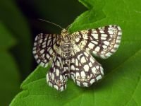 Chiasmia clathrata