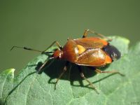 Deraeocoris ruber