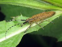 Agapanthia villosoviridescens