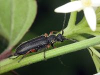 Anoplodera rufipes