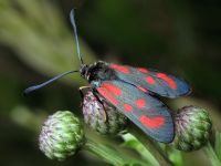 Zygaena loti