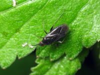 Plagiognathus arbustorum