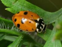 Hippodamia variegata