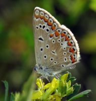 Polyommatus icarus