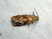 Phalonidia contractana