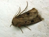 Agrotis exclamationis
