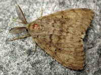 Lymantria dispar