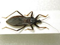 Reduvius personatus
