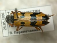 Meloidae