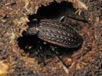 Carabus (Carabus) granulatus