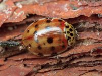 Harmonia quadripunctata