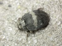 Byrrhus fasciatus
