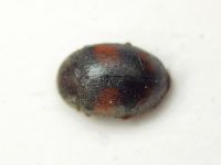 Scymnus frontalis
