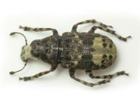 Tropideres albirostris