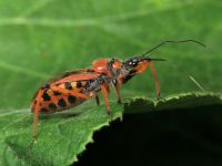 Rhynocoris iracundus
