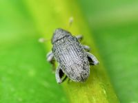 Pseudorchestes pratensis