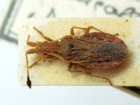 Spathocera lobata
